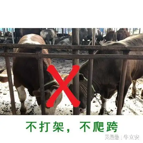 肉牛打架用牛立安15690435335