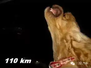 神经验如何从汪星人的表情看行车速度