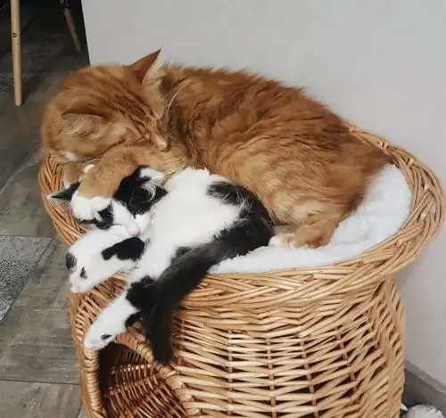 暖哭迷路的奶牛小猫被救后,家里的大橘猫每天都要抱着它入睡