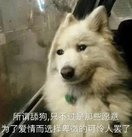 句子终极舔狗文案