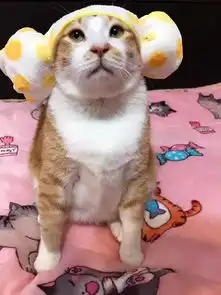 这只猫没有任何表情,却成了最火的表情包