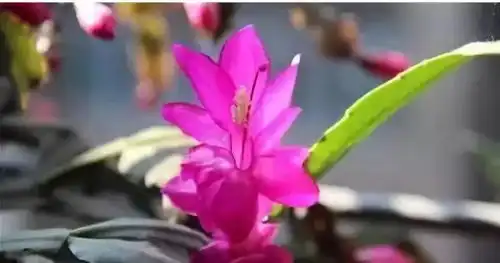 花期超长的花卉盆栽,种好了一年四季都鲜花不断