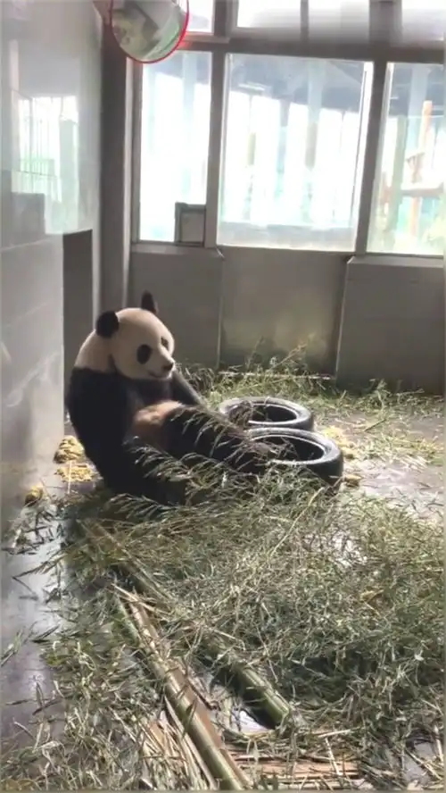 大熊猫金虎真是奶妈的小乖乖,只要奶妈一声喊,立刻就起身了