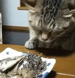 当小猫盯上了鲱鱼罐头,表情说明了一切...