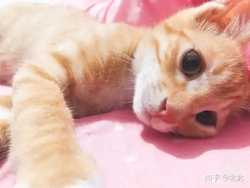 大家有没有可爱的橘猫照片分享