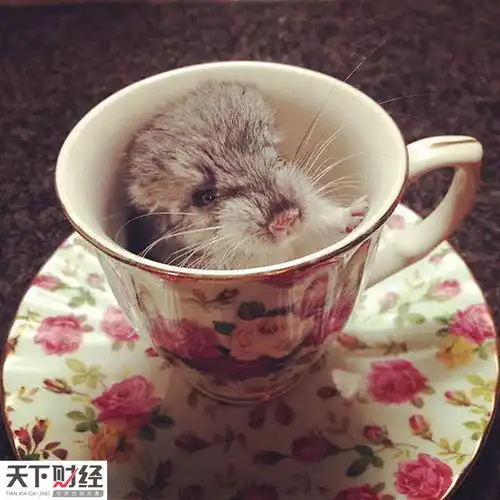 龙猫萌照融化网友