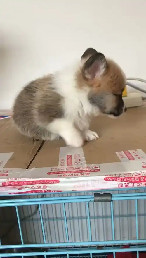 柯基脸上一个月,脸上的黑毛能褪吗