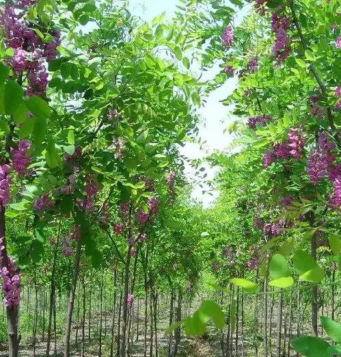 小苗图片工程苗图片365园林网
