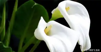 世界上最美的10种花