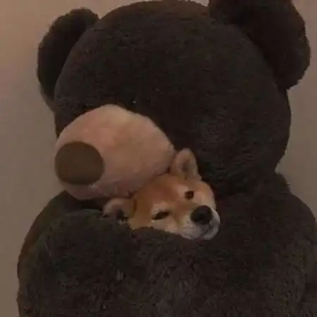 不是人物的情侣头像,可爱搞怪的动物猜你会喜欢的
