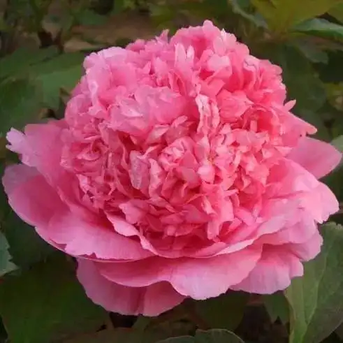 早上好,今天是正月初八88朵富贵牡丹花送给我的朋友圈