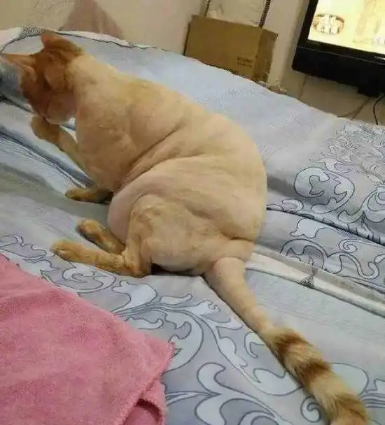 带猫咪剃完毛,回家后性格大变,主人赶忙递上小鱼干