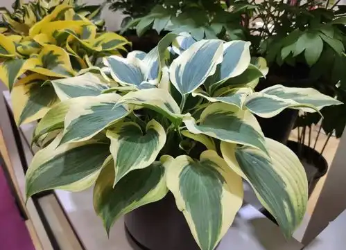 北方院子有棵树,树荫底下种5种花,不仅开花美,关键它耐寒