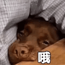 表情包我只是一只狗子,为什么要承受这个年纪不该有的重担