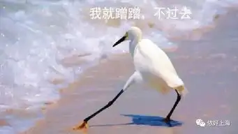 台风安比在魔都结界边缘疯狂试探,网友密码错误,...