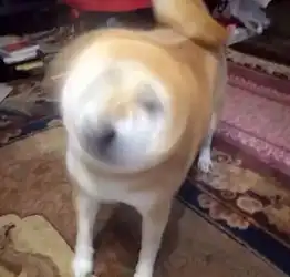 为何网约车争议大于点赞