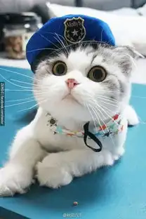 猫咪有点便秘怎么办猫咪便秘吃什么好