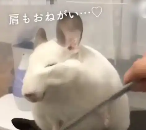 给仓鼠洗完澡吹干,仓鼠的表情却亮了,女主故意来砸招牌吗