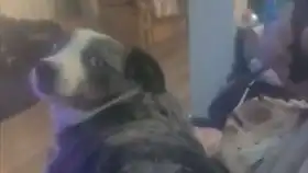 一只吃爆米花吃出表情包的小可爱
