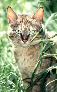 高清萌猫手机壁纸图片