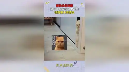 萌娃玩捉迷藏,猫咪躲在衣柜暗中观察,惊现爆火表情包