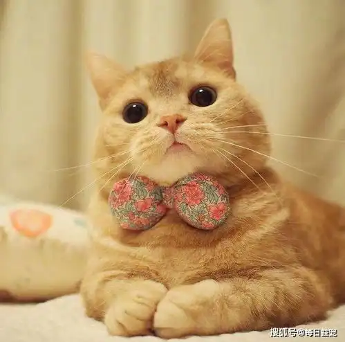 橘猫每天来银行报到,莫非是存了千万条小鱼干职员vip客户