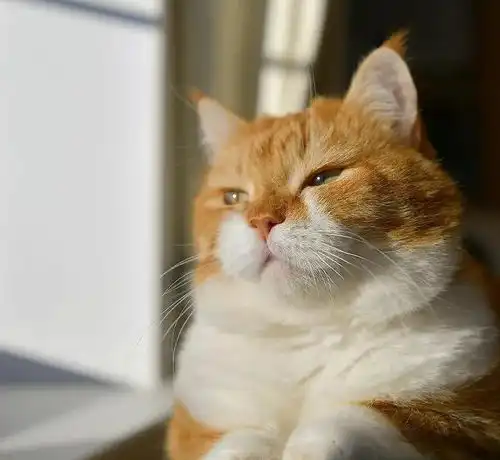 战斗民族的橘猫,长着招财猫的脸蛋,却霸气十足不怒自威