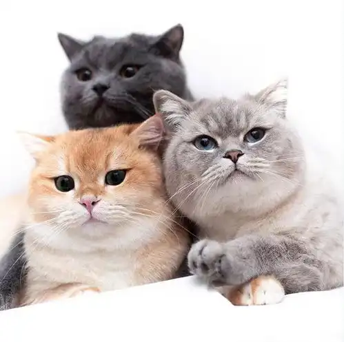 我们来一起叠猫猫,看ins上快速走红的四只小可爱