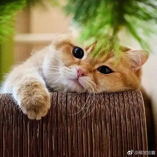 每日吸丨圆脸的橘猫才是最可爱超萌萌哒