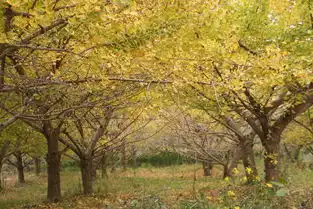2013年11月18广西小平乐北岱底赏杏叶归来