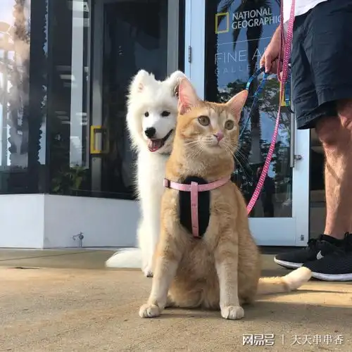 逐日追风的喵星人橘猫爱旅游,还有专属小摩托
