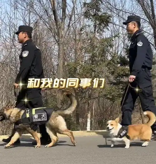 全国首只柯基警犬入编前是宠物狗,训导员腿短不是缺点是优势