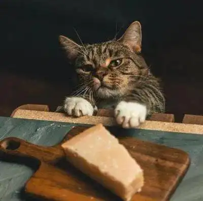 我们可以与猫咪分享的食物