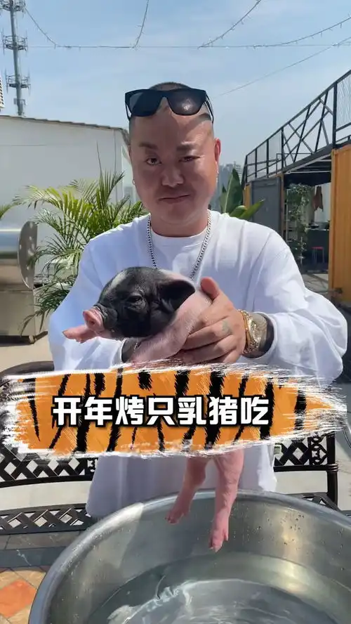 爱老虎油日常有没有来吃猪的