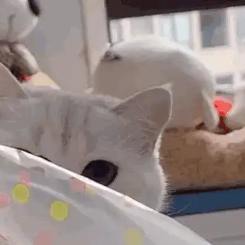 猫咪表情包小小的眼睛大大的疑惑