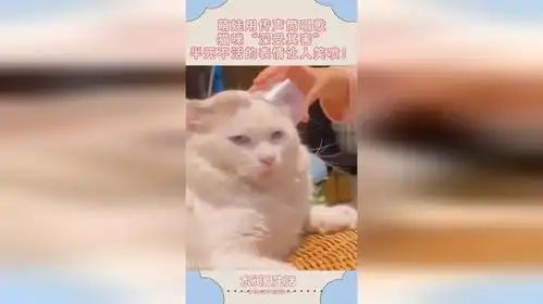 萌娃用传声筒唱歌,猫咪深受其害,半死不活的表情让人笑喷