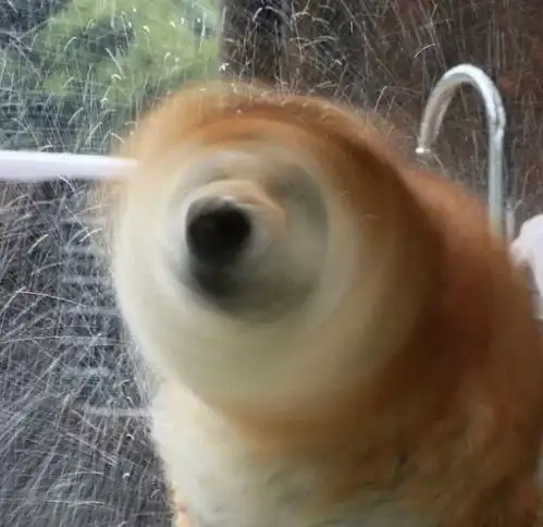 为什么夏天一定要养柴犬因为...凉快啊