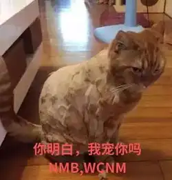 铲屎官,你就缺这带我去宠物店剪毛的钱吗你看看你都给我剪成啥样了