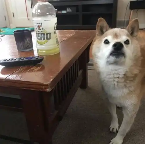 不会卖萌的柴犬,总是一脸凶巴巴,脾气倒是不小