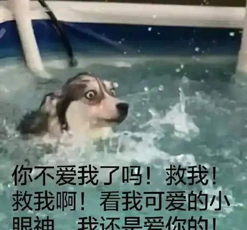 主人买回小型游泳池,二哈一觉踩空翻了进去,表情笑喷铲屎官