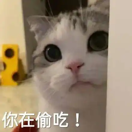可爱的猫咪表情大全,请收藏备用