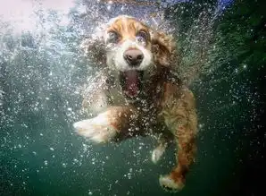 水下狗狗们的各种滑稽搞笑表情