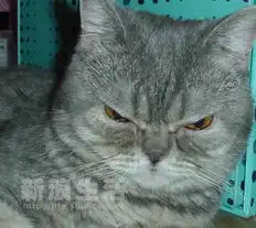 阿兹猫夏日写真