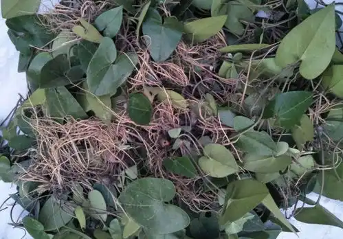 这种植物姓杜,是国家二级保护植物,价值颇高,碰到不要动它马蹄杜仲本草图经新修本草浙江民间常用草药网易订阅