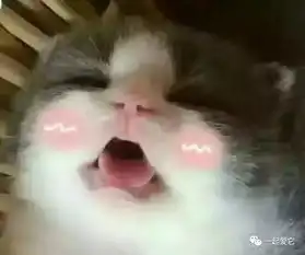 宠爱故事喜欢养猫的男生,不仅铁血,还柔情
