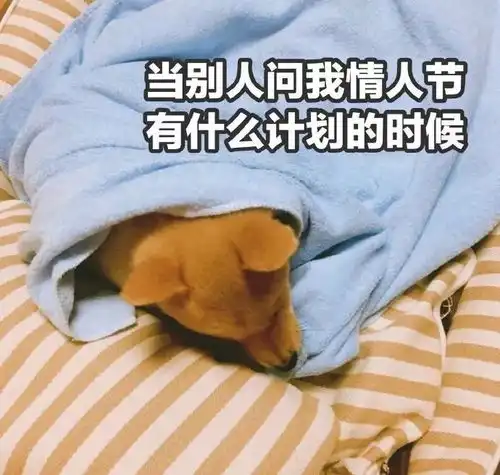 患单身魔咒公司,花钱求表白送茶
