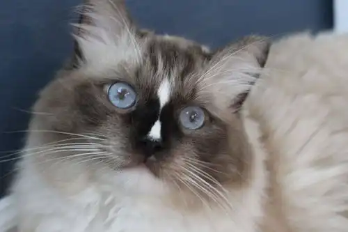 重点色的布偶猫比较稀缺吗多少钱一只向往优宠为您解答