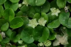 马蹄筋