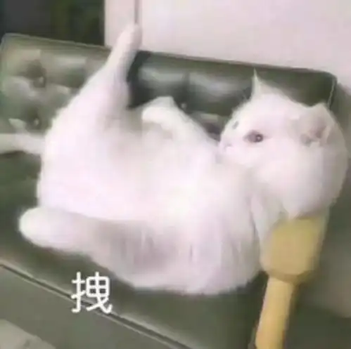 小猫咪能有什么坏心眼呢