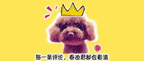 难忘越战狗狗救命之恩老兵援助浪浪60年耗尽财产